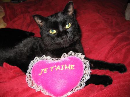Mon Minet préféré!!!