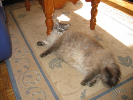 Gros le Chat!!!