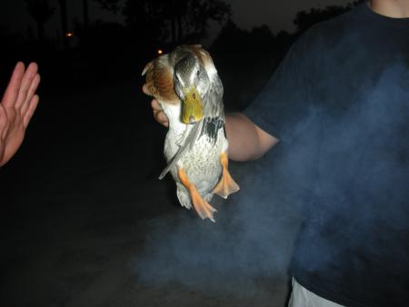 Daffy Duck!!!