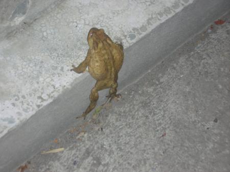 Monsieur Crapaud!!!